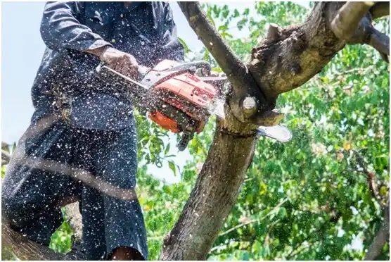 tree services Bangs